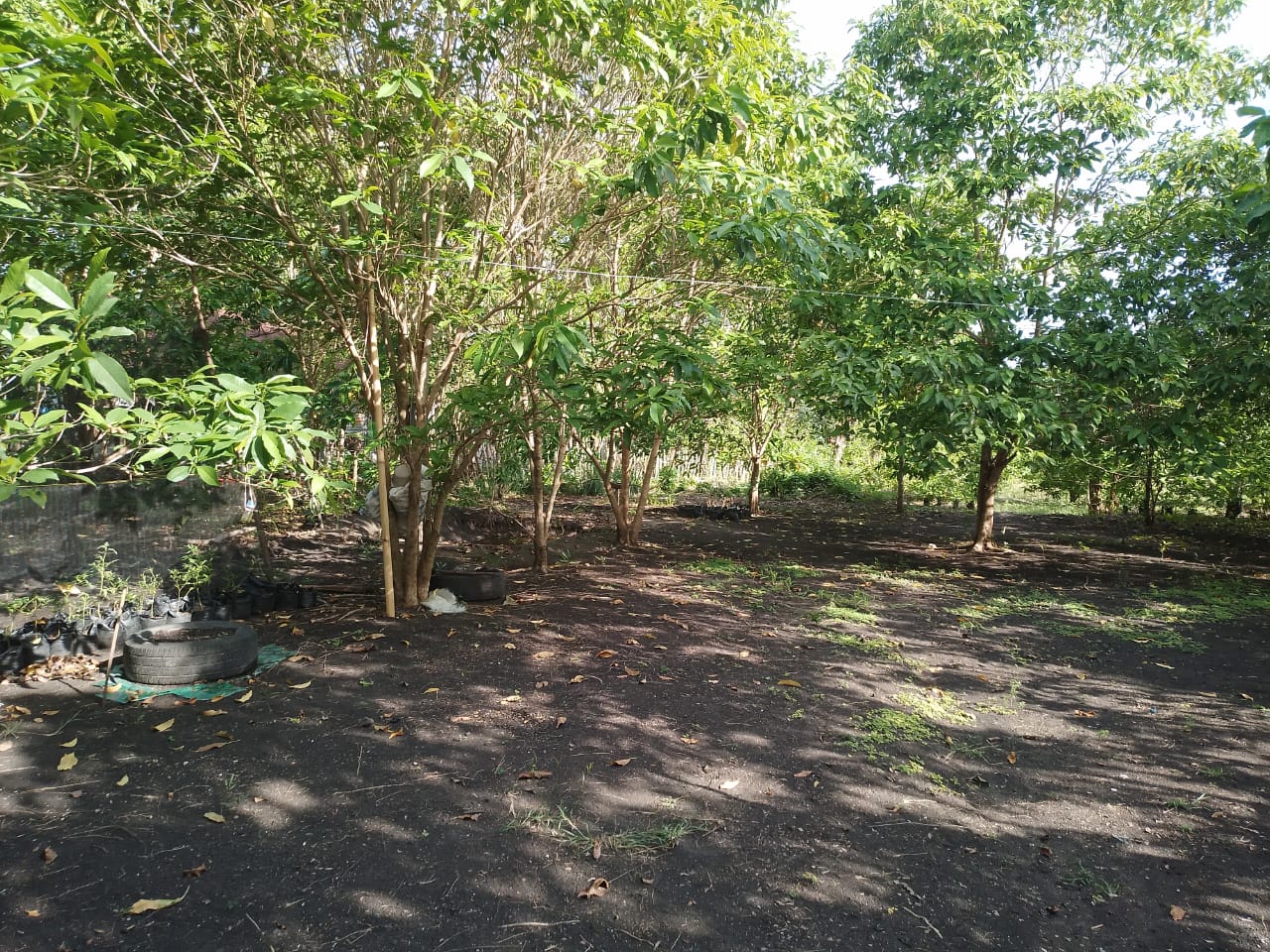 hutan terapi